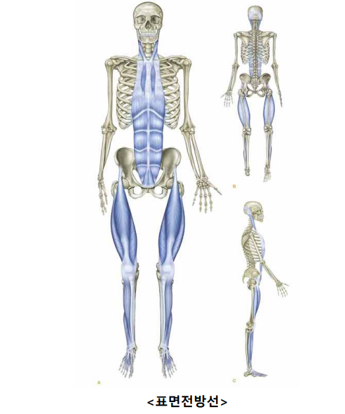 근막경선해부학 표면전방선, 표면후방선 편 전자책 무료나눔 – PILATESBASIC9