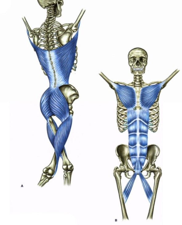 심부 코어근육 만큼 중요한 기능선(필라테스 강사를 위한 근막경선해부학) – PILATESBASIC9
